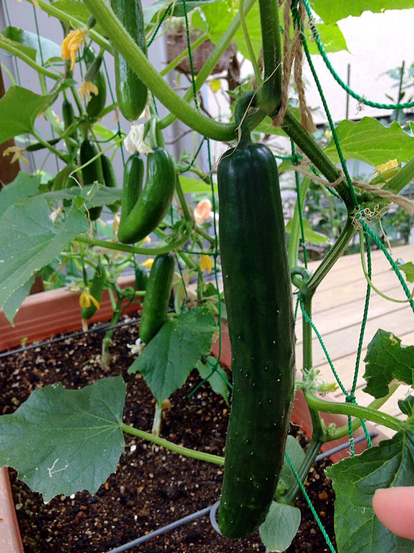 Cucumbers