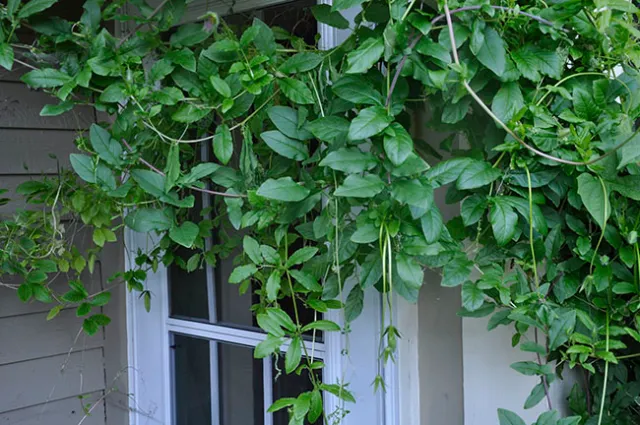 Cup and Saucer Vine .jpg