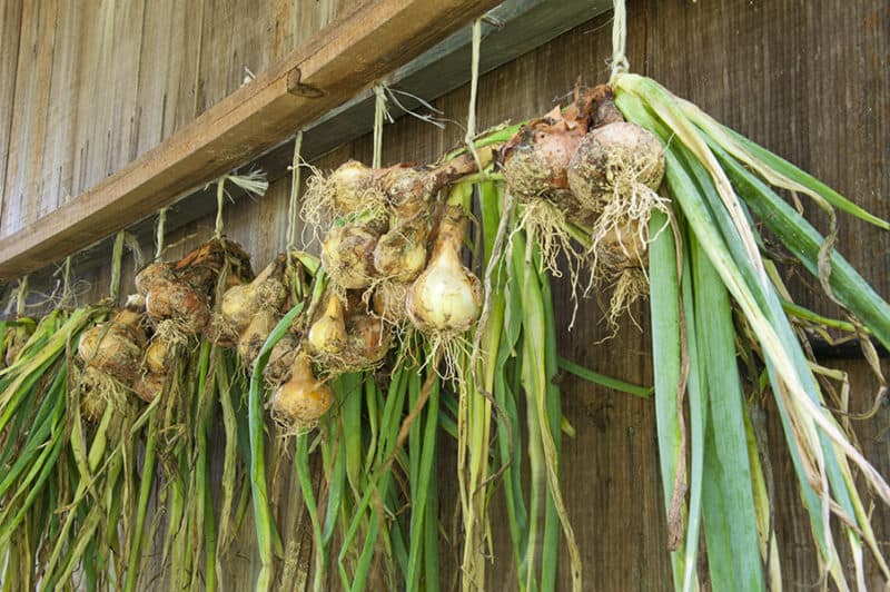 Curing_Shallots