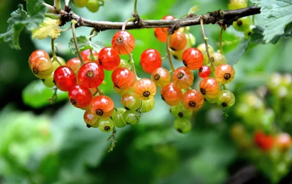 Currant