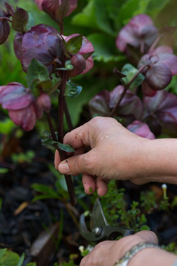 Cut-Off Dead Flowers of Hellebores