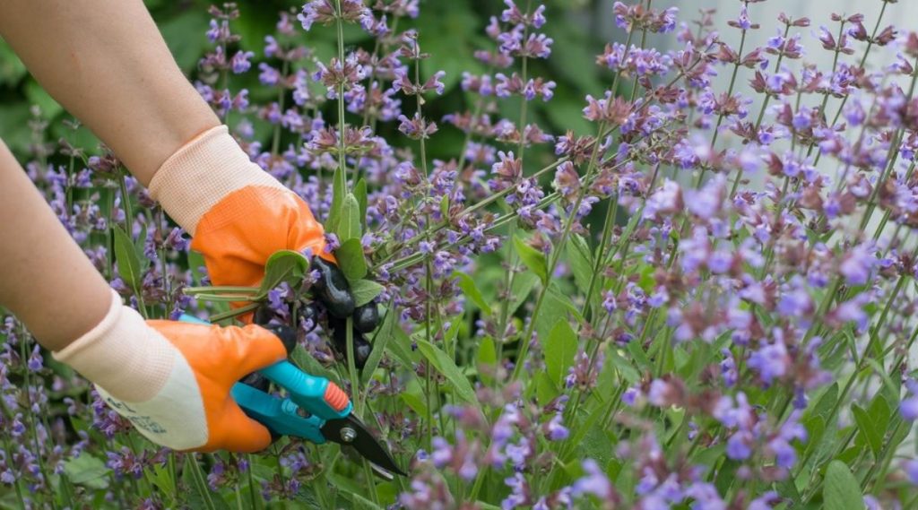 Cutting Methods of Salvia