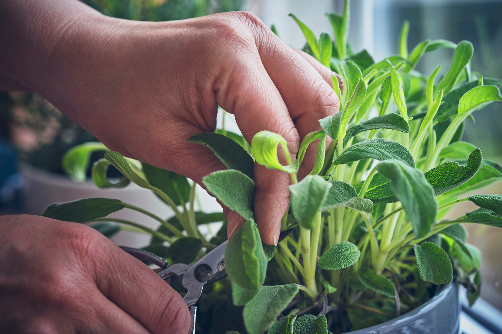 Cutting the Stem