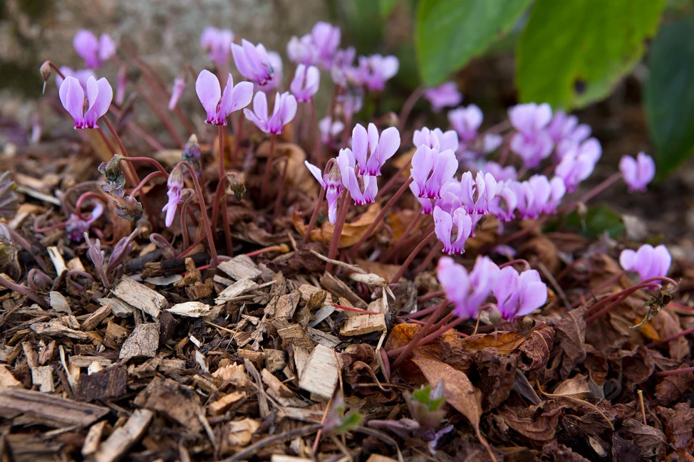 Cyclamen Hederifolium