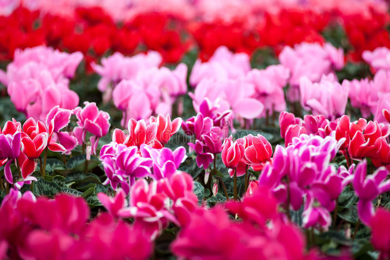 Cyclamen Plant Care & Growing Tips