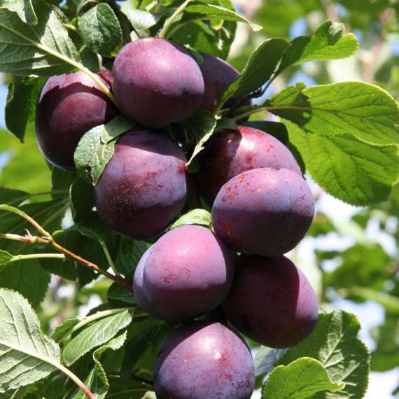 How to Grow Plums in Your Home Garden