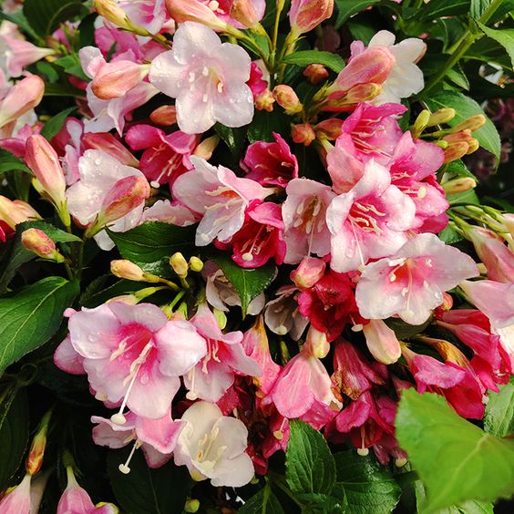 Czechmark Trilogy Weigela