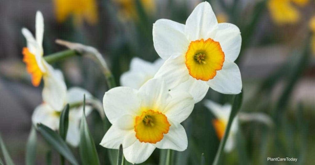 Daffodil Plant Care & Growing Tips