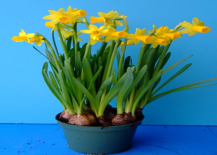 Daffodils-1