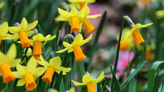 Daffodils