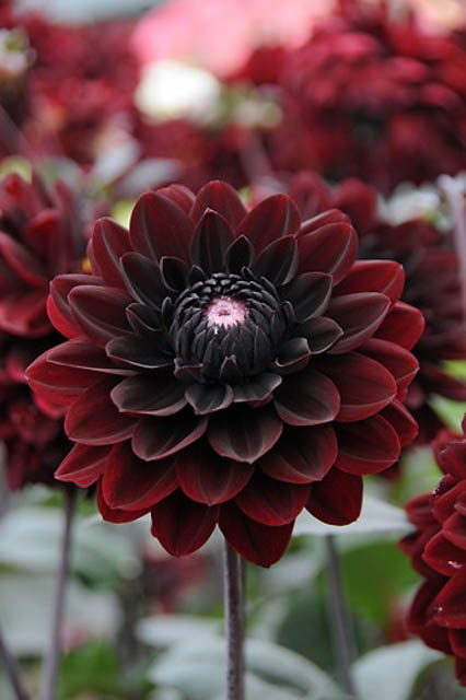 Dahlia