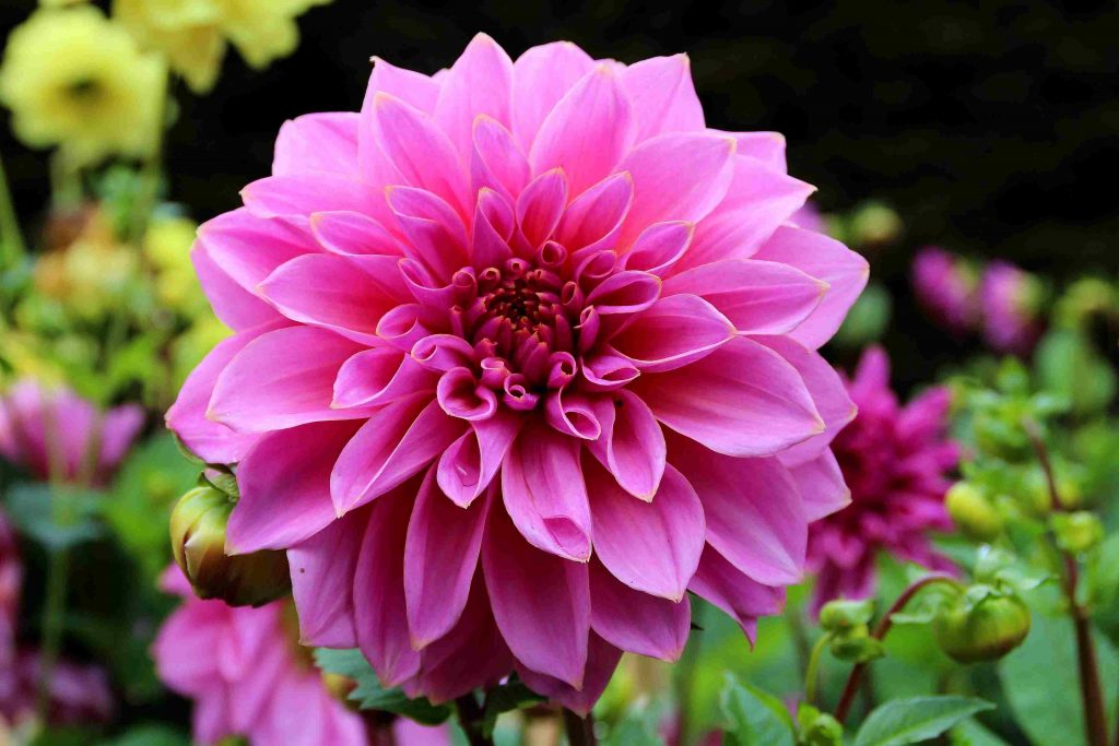 Dahlia