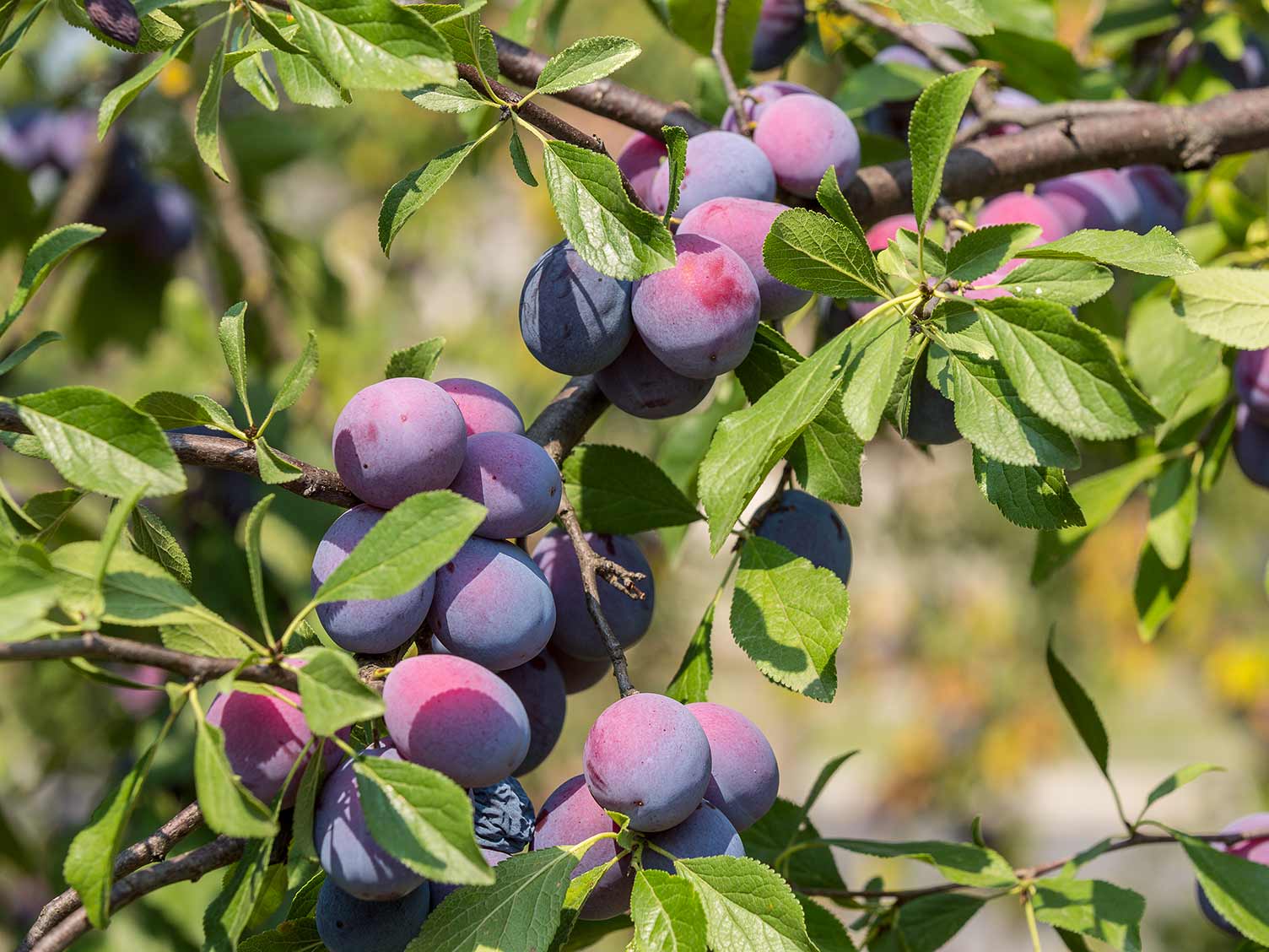 The Perfect Time to Harvest Damsons: Caring and Growing Tips