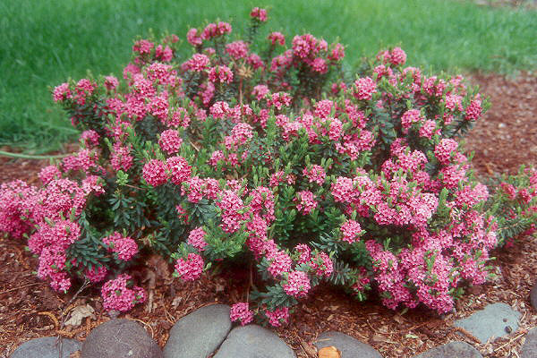 Daphne Cneorum