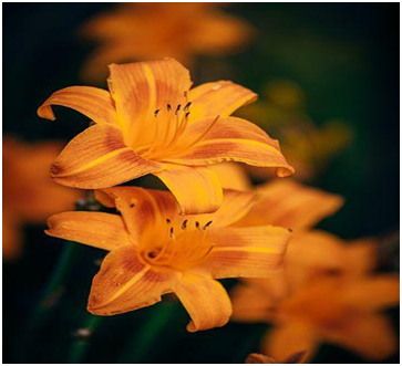 Daylily