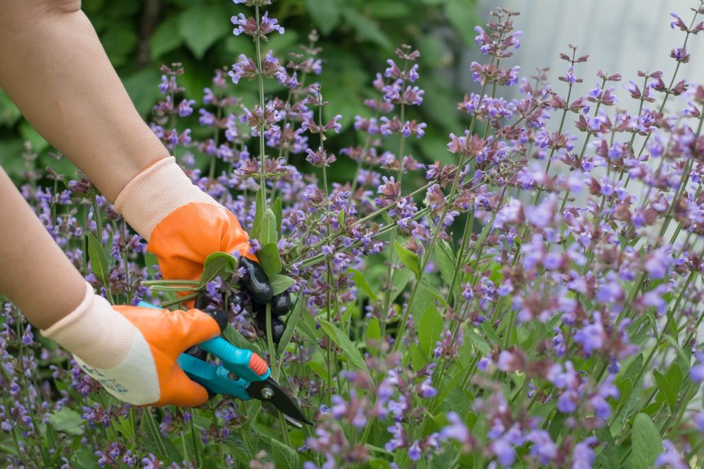 Deadheading