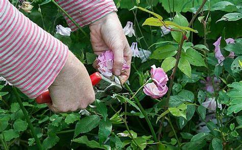 Deadheading Hardy Geraniums