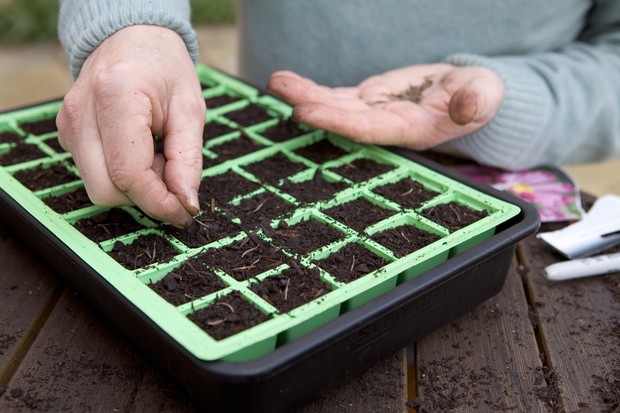 Decide on Indoor or Outdoor Sowing