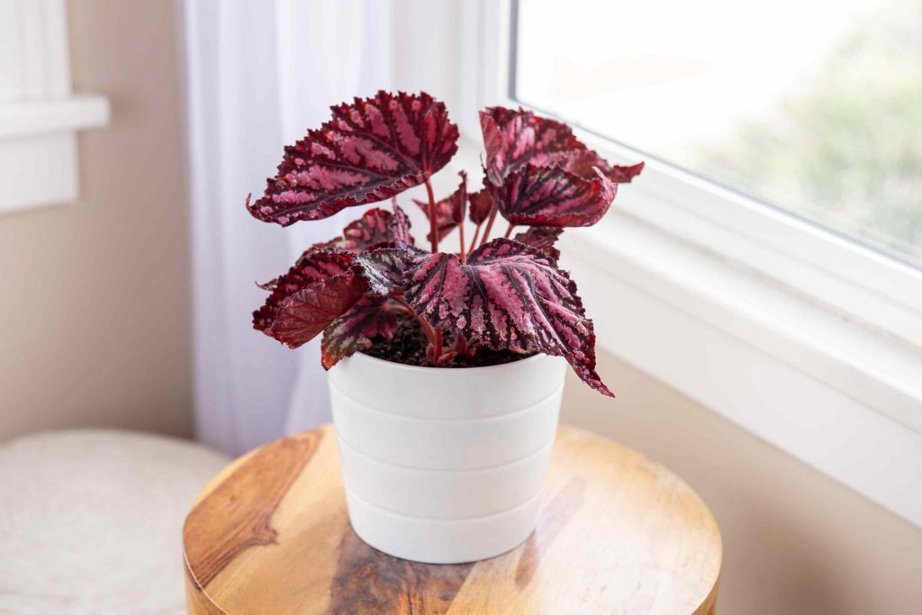 Decorating with Begonias