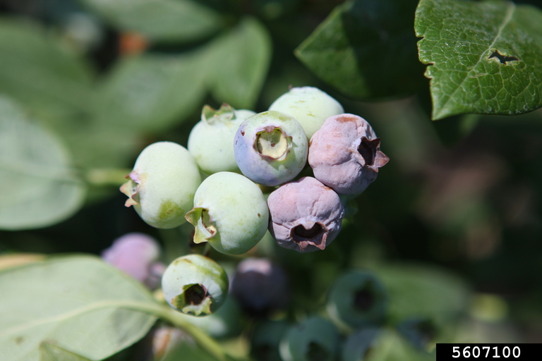 Top 12 Blueberry Varieties You Must Try in the UK