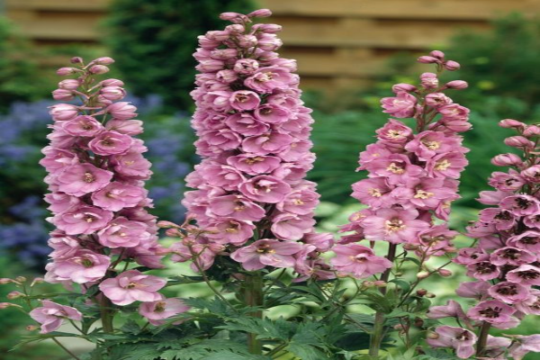 Delphinium Astolat