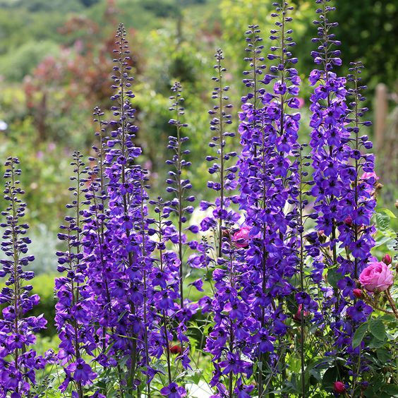 Delphinium Black Knight