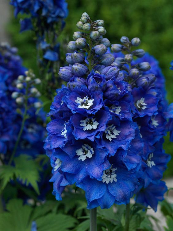 Delphinium Blue Bird