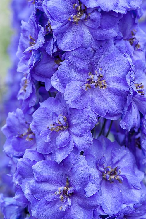 Delphinium Bruce