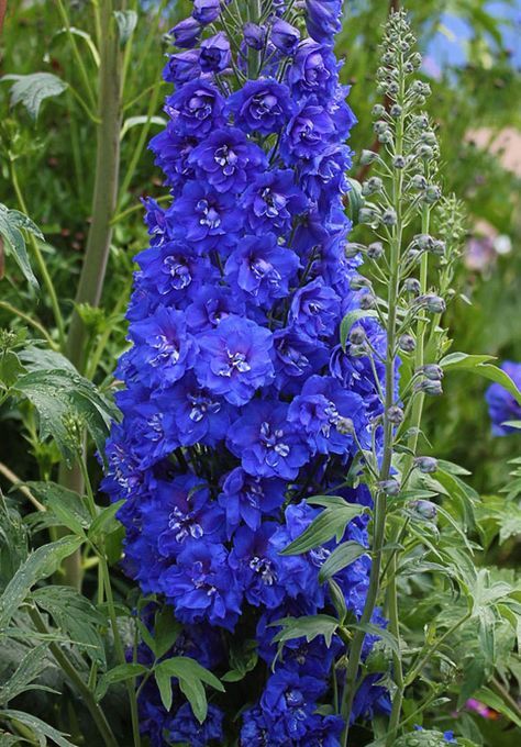 Delphinium Cobalt Dreams