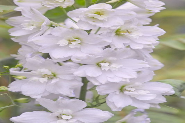 Delphinium Galahad