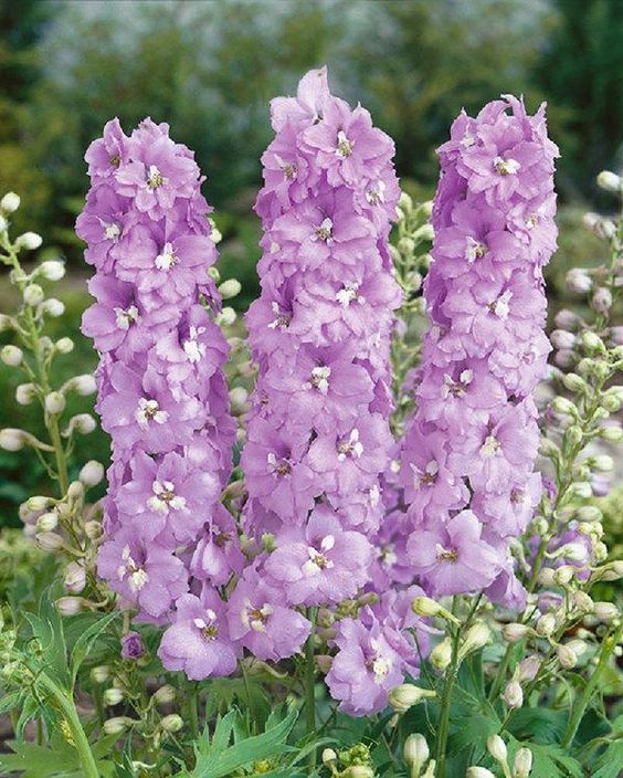 Delphinium Magic Fountain Lavender