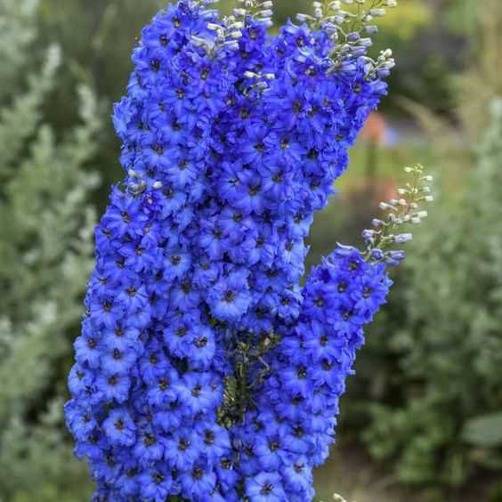 Delphinium Million Dollar Blue