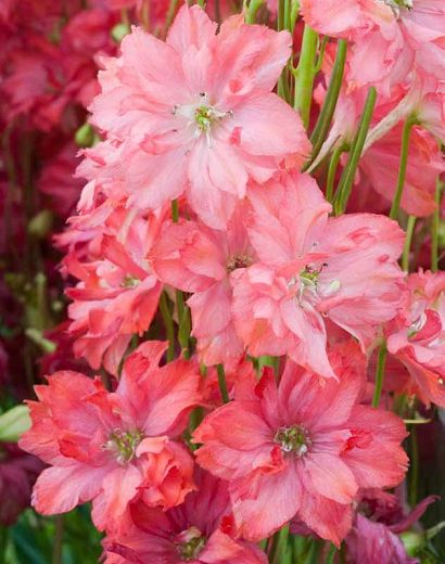 Delphinium Princess Caroline