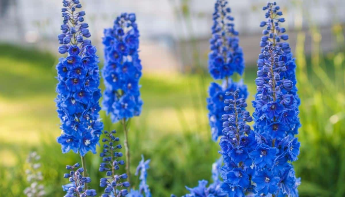 Delphinium