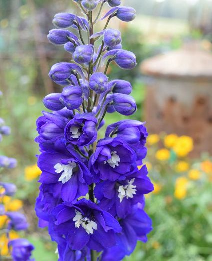 Delphinium+King+Arthur