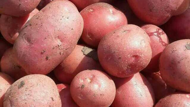 How to Care for and Harvest Desiree Potatoes