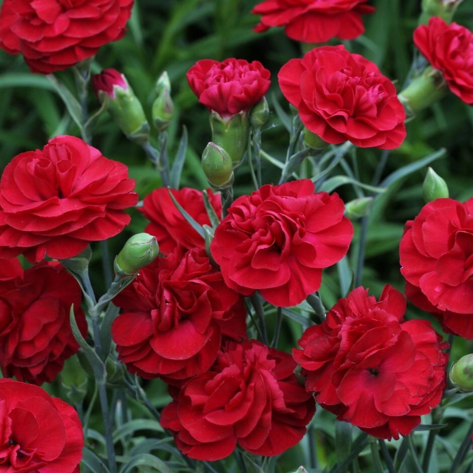 Dianthus (Passion)