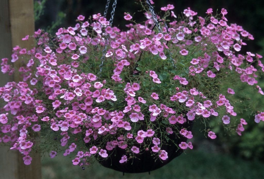 Diascia ( Twinspur)