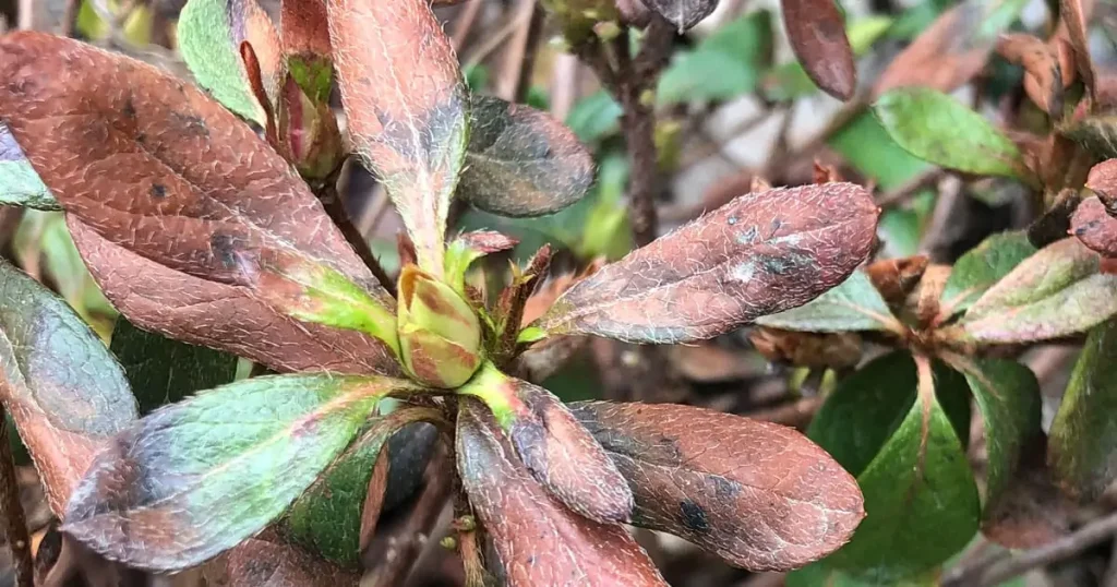 Dieback of Branches