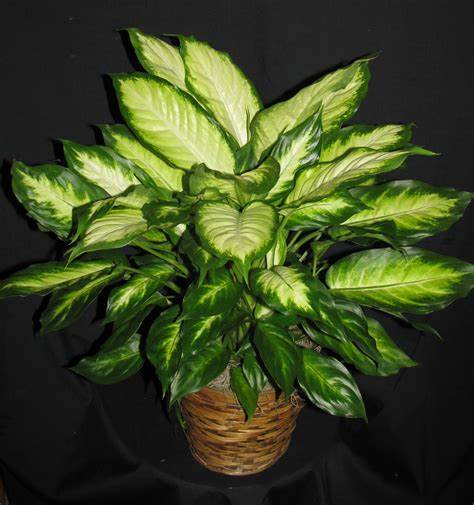 Dieffenbachia