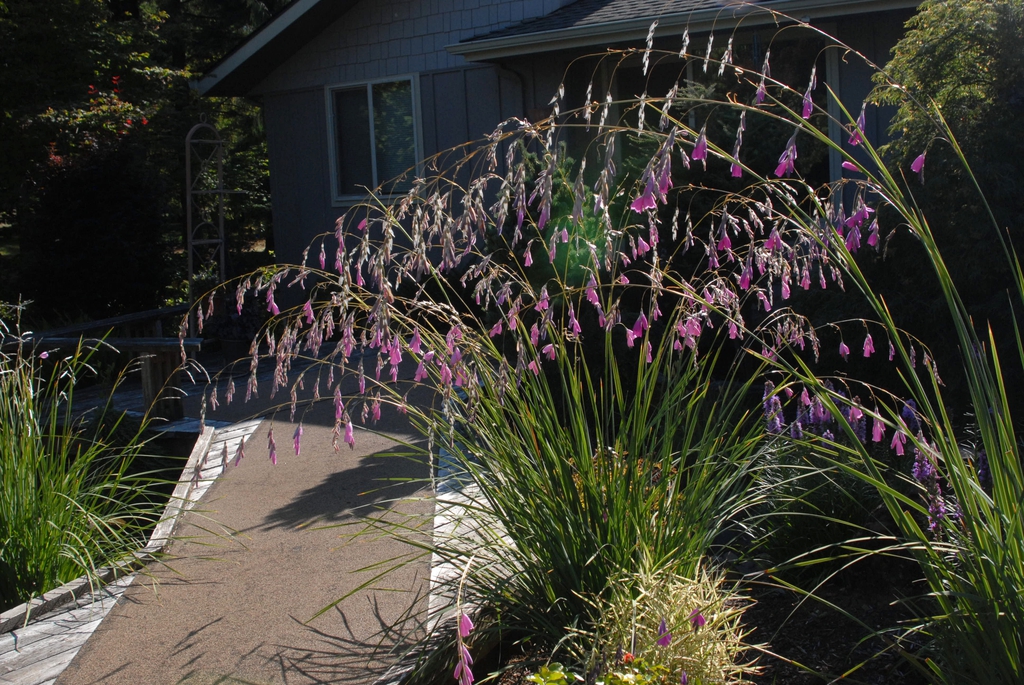 Dierama Plant Growing Tips & Care Guide