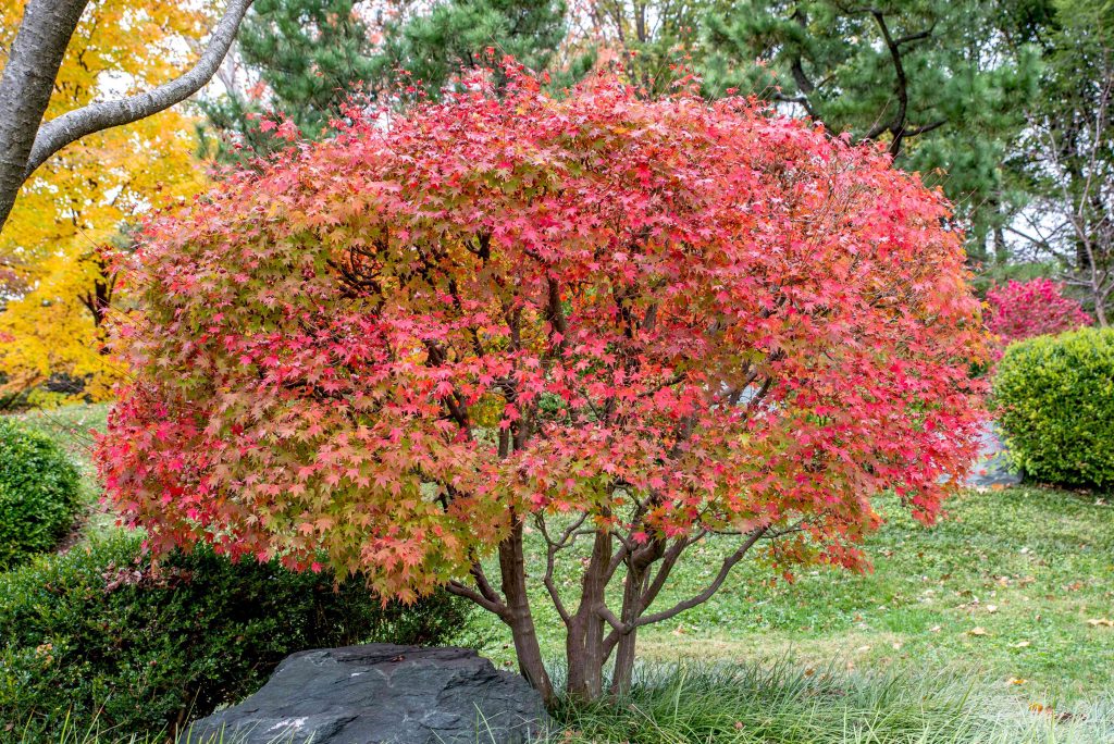 Difference between Japanese Maple and Acer