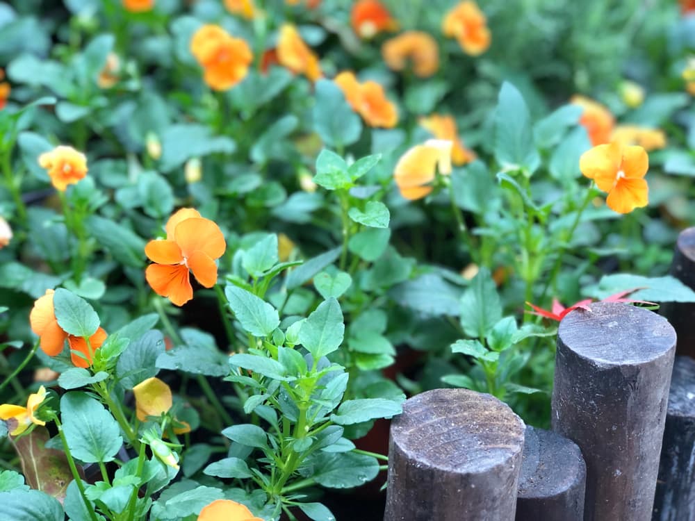 Different Erysimum Varieties