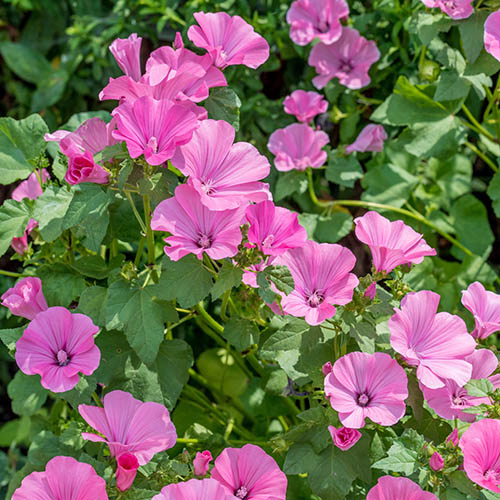 Different Factors that Influence Perennial Behavior of Lavatera Rosea 
