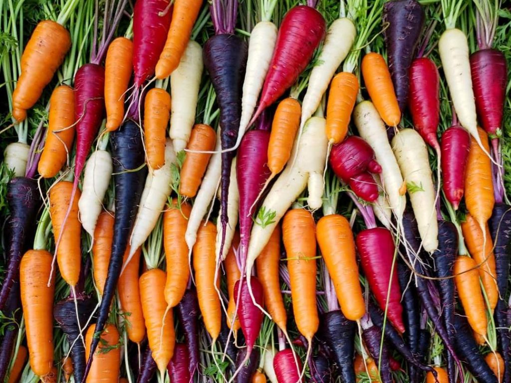 Different Types of Carrots