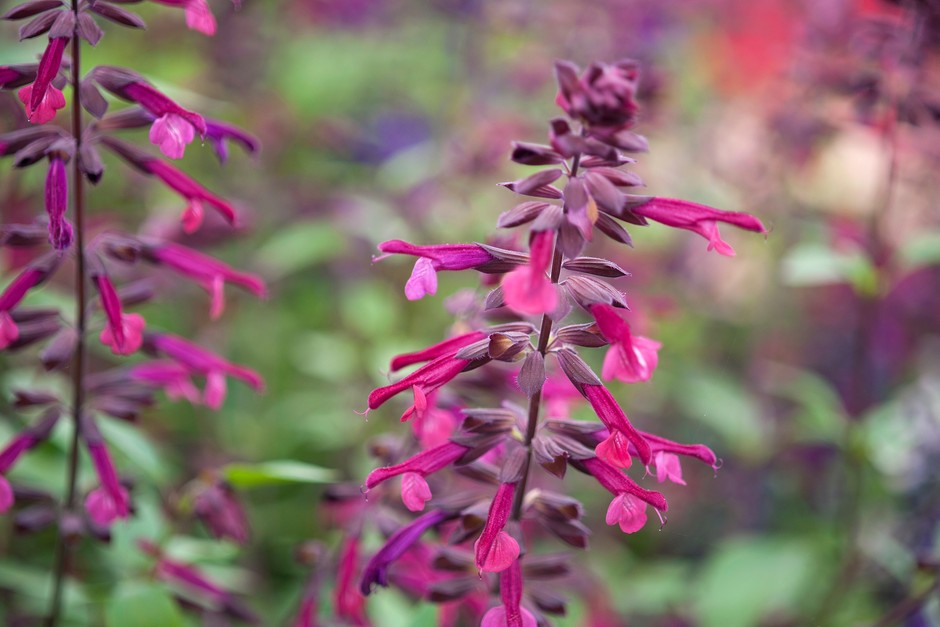 Different Types of Salvias