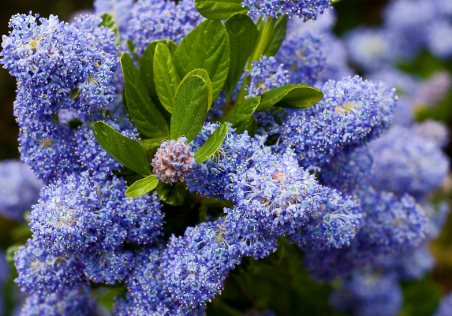 Different Varieties of Ceanothus