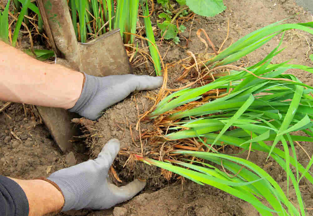 Dig Up The Root System