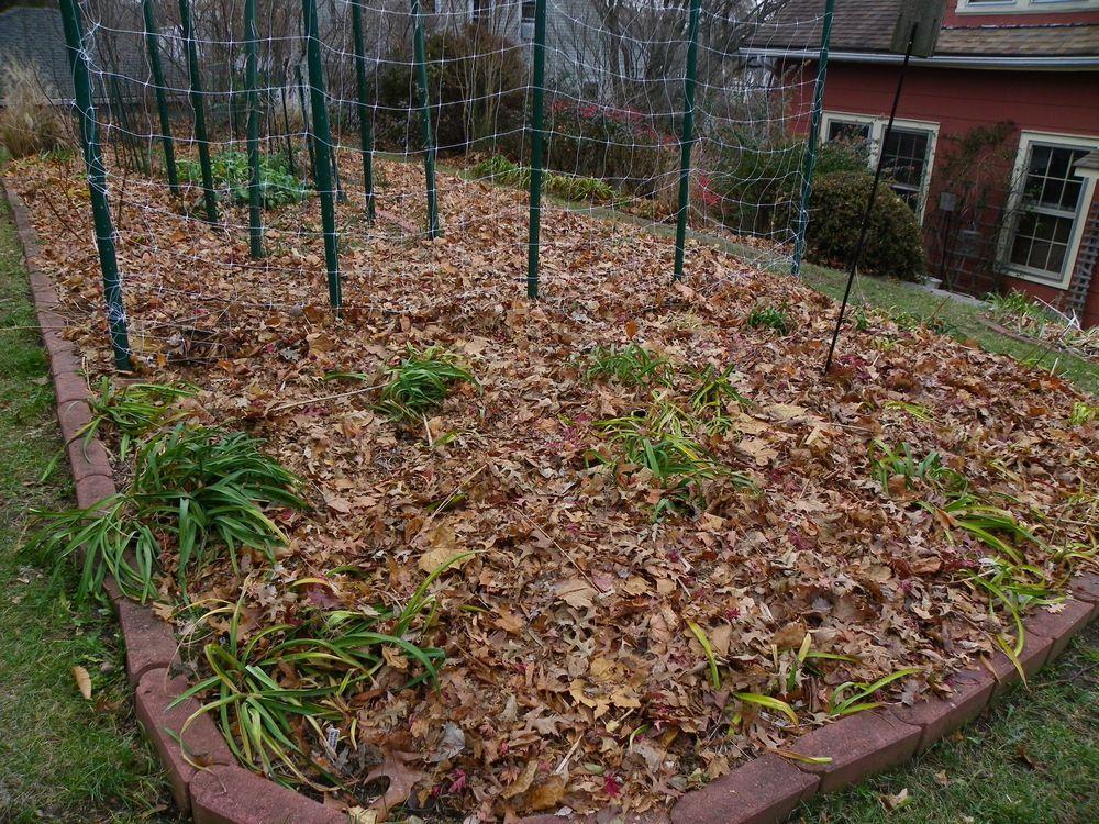 Dig Up a Hole and Plant the Daylilies