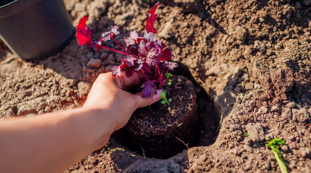 Digging up The Plant